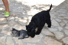 Zwergschnauzer und Katze