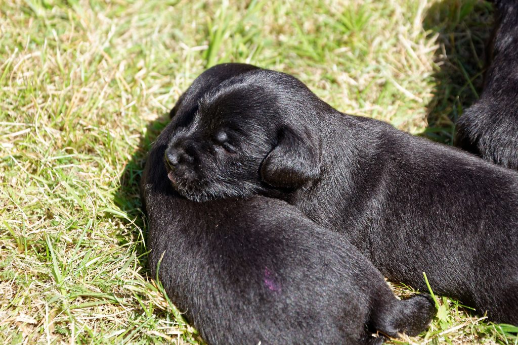 Zwergschnauzerwelpe Koenigslilie